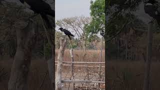 Black \u0026 White Crow🐦‍⬛🐦‍⬛ബ്ലാക്ക് \u0026 വൈറ്റ് കാക്ക🐦‍⬛🐦‍⬛#africa#wildlife #southsudan #