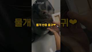 물댕댕이의 사랑스러운 리액션#shorts