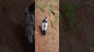 Chick pigeon/குஞ்சு புறா/Pura