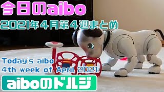 今日のaibo -2021年4月第4週まとめ -Today's aibo - 4th week of April 2021 【アイボ】