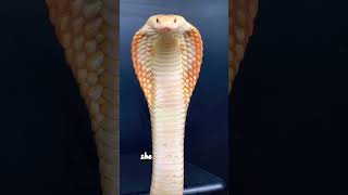 My rare albino cobra snake 😱