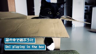 箱の中で遊ぶ黒白ミヌエットのうに（猫）　Uni playing in the box