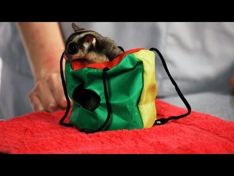 Do I Need a Sugar Glider Permit? | Sugar Gliders Do I Need a Sugar Glider Permit? | Sugar Gliders