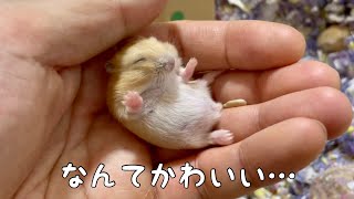 赤ちゃんハムスターがかわいすぎる