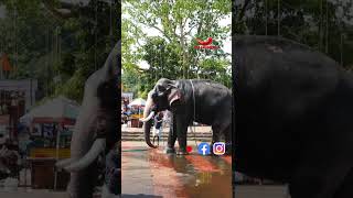 ഒരു ആനക്കുളി 😍 The Beautiful Kerala Elephant #shorts