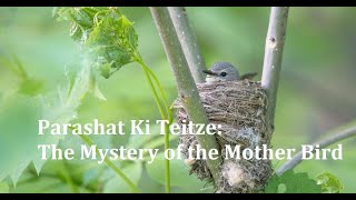 Jerusalem Lights Parashat Ki Teitze 5781: The Mystery of the Mother Bird