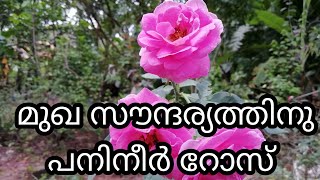 മുഖ  സൗന്ദര്യത്തിനു വീട്ടിലൊരു പനിനീര് Rose നട്ടുപിടിപ്പികാം|Malayalam Home Gardening