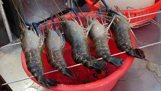 살아있는 싱싱한 대왕 새우 구이 grilled giant shrimp / taiwanese street food