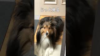 ピアノの練習につきあう犬【愛犬シェルティ キキvlog】 #dog #シェルティ #犬