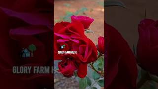 ചുവന്ന മണ്ണില്ലാതെയും റോസ 🌹 വളർത്താം #shortsfeed #ytshorts #gardening