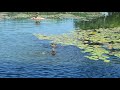 four seasons of duck watch mallards throughout all four seasons swimming at aquascape s main pond