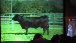 The Greenbrier Tradition Limousin Sale