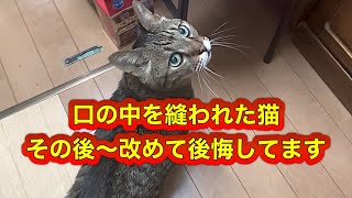 口を縫われた猫〜その後改めて後悔してます#ねこ #ねこ動画 #シニア猫 #猫口内炎