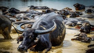 Unique landless village with buffalo livestock on the water