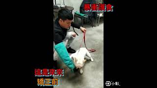 愛犬上學去～～狗狗行為矯正嚴重護食—48