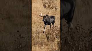 You gotta see this Moose sprint ! #wildlife #animal #nature #moose #run #hunt #nationalpark