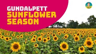 Gundlupet Sunflower Garden Karnataka | Gundlupet Sunflower season Vlog |