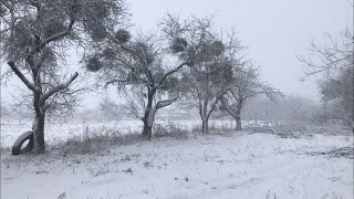 Пересаджую орхідеї. Послала чоловіка в ліс.