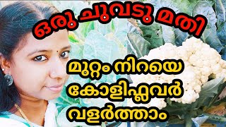 ഒരു ചുവടു മതി മുറ്റം നിറയെ കോളിഫ്ലവർ വളർത്താം || cauliflower farming tip in malayalam || farming tip