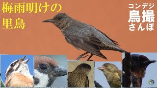 コンデジ鳥撮散歩　梅雨明けの里鳥　豊地城址まで探鳥　兵庫県・北播磨