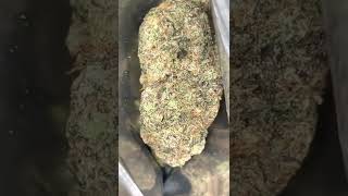Gummie Bearz Exotic Strain Backpackboyz