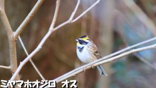 ミヤマホオジロ　気ままにバードウォッチング　野鳥