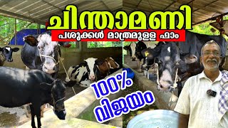 ചിന്തമണി പശുക്കൾ മാത്രമുള്ള ഈ ഫാം വിജയിക്കാൻ കാരണം ഇതാണ് ❤️ @edapparambilfarms