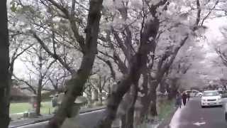 知覧平和公園の桜