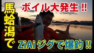 伊万里湾にヒラスズキとマルアジが入ってきた!!【つり具のまるきん釣り情報】