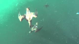 Shearwater Birds feeding on bait fish underwater footage GoPro