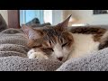 고양이 asmr 고양이 골골송 1시간 소음 멍때리기 집중 명상 cat 1hr