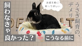 飼わなきゃよかった？うさぎを飼うことのデメリット１０選