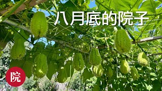 【彬彬有院】我爱我家•1143 八月底的小院子，周末整理院子，看看我都还有些什么花，收了哪些菜；下午茶做了一个核桃红枣面包卷（下次有机会和大家分享），来一点烤肉串，又是一个周末