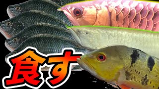 肉食のティラピアを食べる肉食魚達！大型魚混泳！1800水槽　『aquarium実況』arowana 　「feeding　monster　fish」