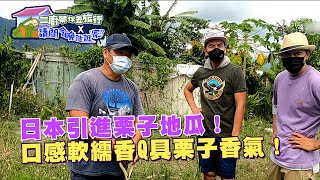 【花蓮壽豐】二廚帶你去旅行x請問今晚住誰家－栗子地瓜篇