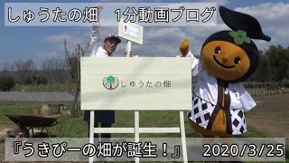 うきぴーの畑が完成！福岡県うきは市、農家の1分動画ブログ❰しゅうたの畑❱