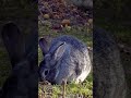 nature rabbit animal forest beautiful scenery relaxing clip pt 8 ep 4 🐇🏞️🌄🤩😍🥰❤️💕