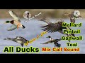 all ducks mix call sound mallard pintail gadwall teal duck best sound morgabi ki awaz