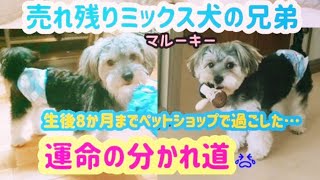 ミックス犬【マルーキー】兄弟の運命の分かれ道　ペットショップ売れ残りの子達の現実【売れ残り犬】