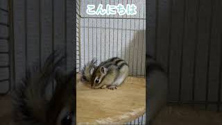 しまりす「ポン吉」こんにちは！！【ペット】【シマリス】【Chipmunk】【Squirrel】【Kawaii】【Cute】