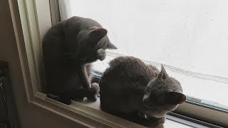 【 かわいい 猫 】しっかり顔を洗うきれい好きなロシアンブルー - Cute cats healing video #061