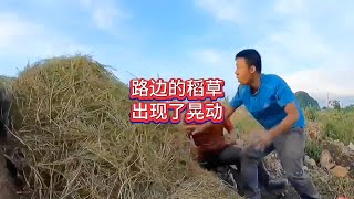 路边的稻草出现了晃动，吓得村民水壶都扔了，里面躲着什么呢#农村生活 #惊险刺激 #奇闻趣事