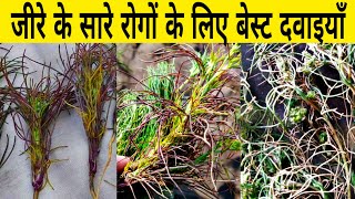 जीरे में सारे रोगों के लिए बेस्ट दवाइयाँ | Jeera ki kheti | जीरा की खेती | Jiru kheti | npk | Kheti