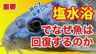 【アクアリウム/熱帯魚飼育/塩浴】なぜ病気で弱った熱帯魚に塩水浴（塩浴）をするのか/どうして回復するのかについて解説/熱帯魚の病気についてシリーズ/ 謹賀新年スペシャル