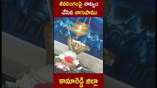 శివలింగంపై నాట్యం చేసిన నాగుపాము || real snake on shiva lingam #viral  || #shorts