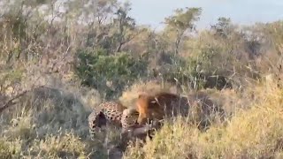 Male lion catches a leopard catching a warthog