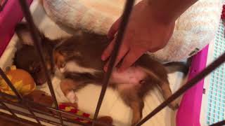 気持ち良さそうに眠る子犬のチワワ / Chihuahua of a puppy who sleeps pleasantly