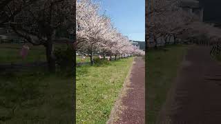 2023.04.03 波佐見町の桜　桜づつみロード❥　さくら吹雪