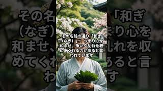 恋愛運を爆上げするチート植物「ナギ」とは？#shorts  #shortvideo  #short