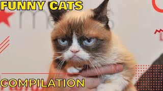 🐱Funny cats compilation try not to laugh 🐱 Funny cat fails